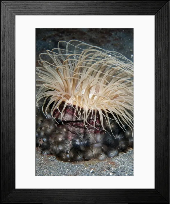 Framed Print : Picture No. 11675022 Framed Print : Picture No. 11675022