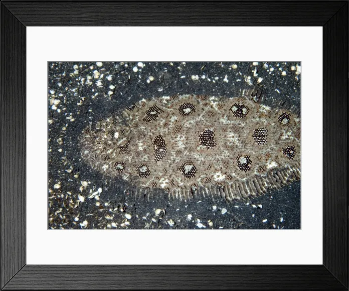 Framed Print : Picture No. 11675024 Framed Print : Picture No. 11675024