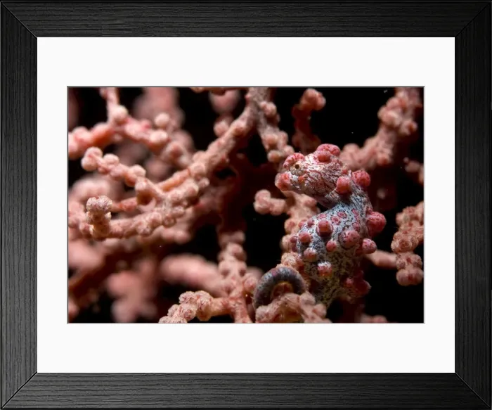 Framed Print : Picture No. 11675025 Framed Print : Picture No. 11675025