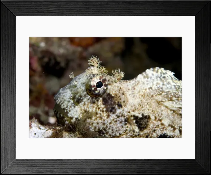 Framed Print : Picture No. 11675028 Framed Print : Picture No. 11675028