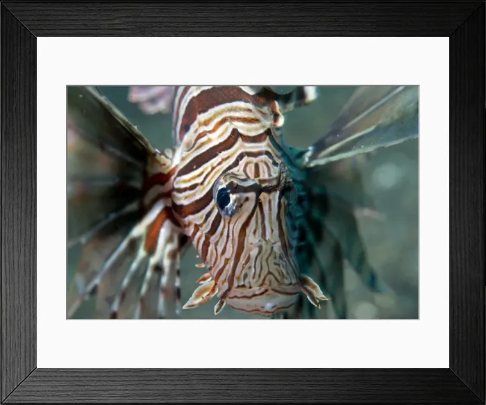 Framed Print : Picture No. 11675029 Framed Print : Picture No. 11675029