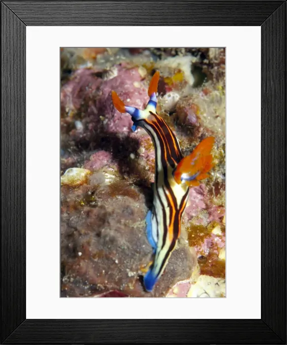 Framed Print : Picture No. 11675030 Framed Print : Picture No. 11675030