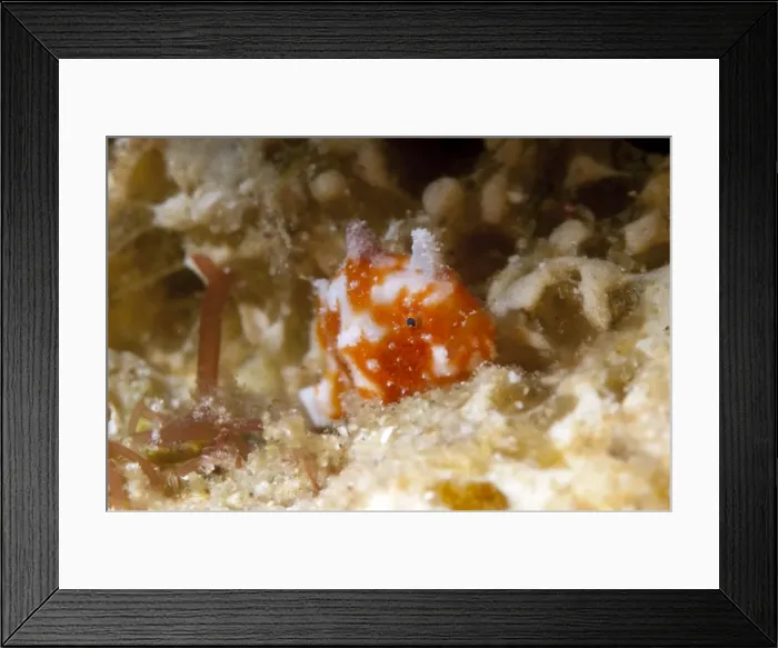 Framed Print : Picture No. 11675031 Framed Print : Picture No. 11675031