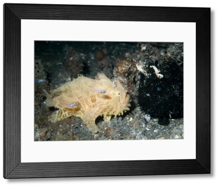 Framed Print : Picture No. 11675027 Framed Print : Picture No. 11675027