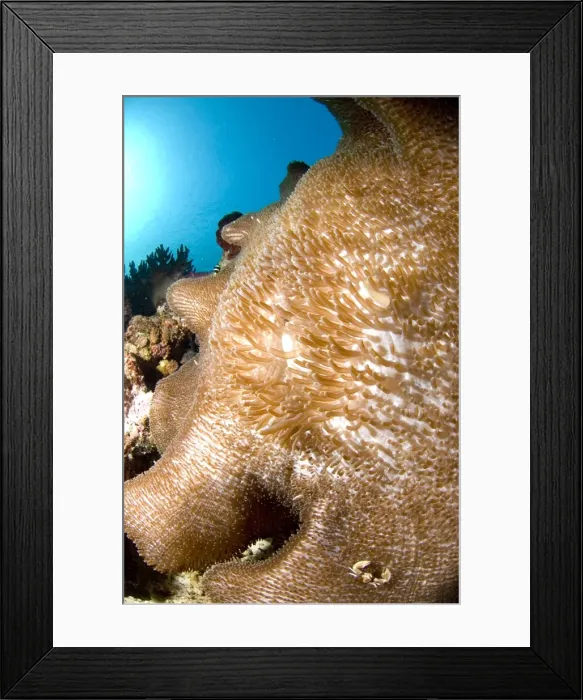 Framed Print : Picture No. 11675032 Framed Print : Picture No. 11675032