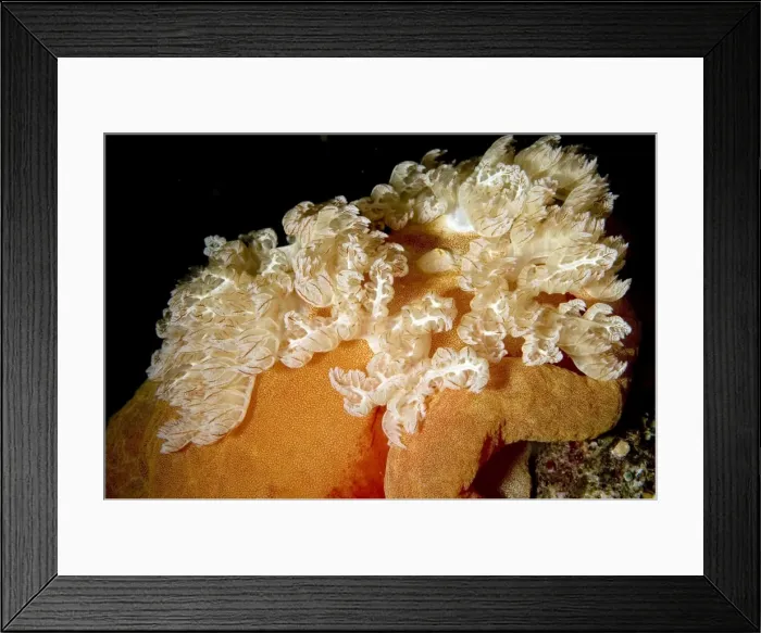 Framed Print : Picture No. 11675033 Framed Print : Picture No. 11675033