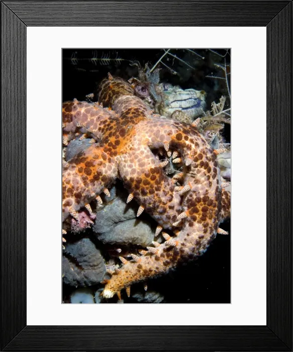 Framed Print : Picture No. 11675034 Framed Print : Picture No. 11675034
