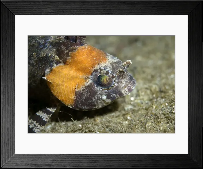 Framed Print : Picture No. 11675035 Framed Print : Picture No. 11675035
