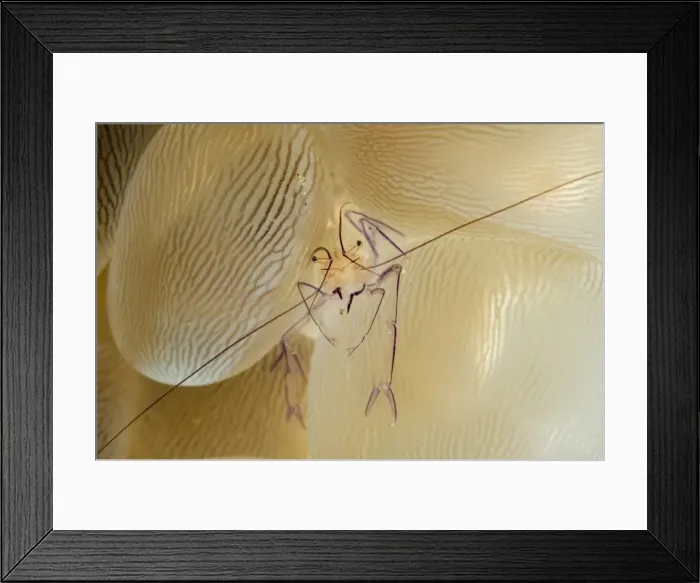 Framed Print : Picture No. 11675037 Framed Print : Picture No. 11675037