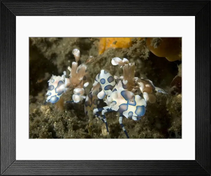 Framed Print : Picture No. 11675038 Framed Print : Picture No. 11675038