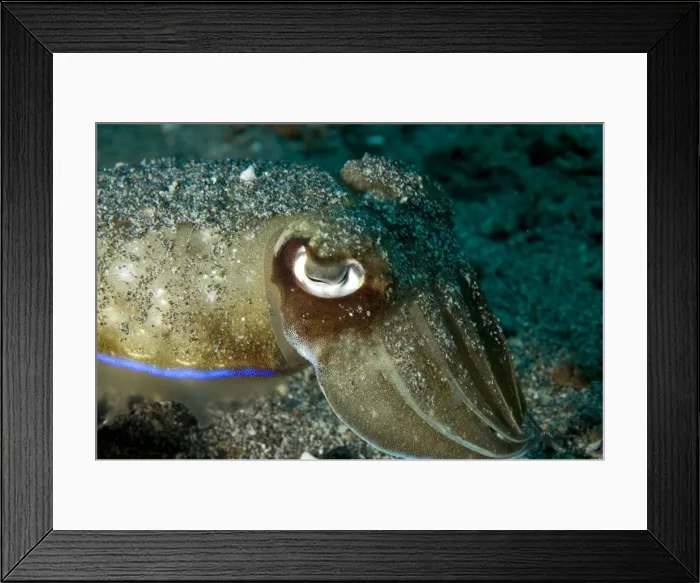 Framed Print : Picture No. 11675039 Framed Print : Picture No. 11675039
