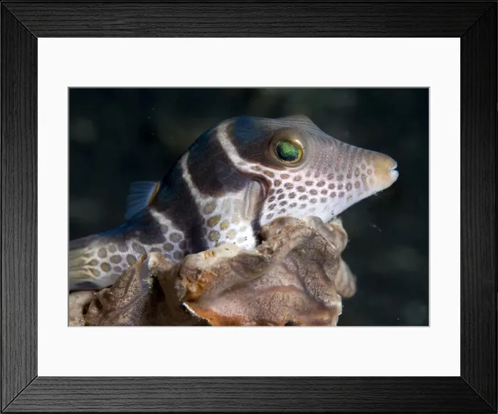 Framed Print : Picture No. 11675040 Framed Print : Picture No. 11675040