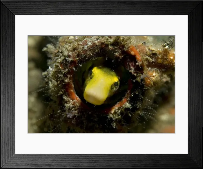 Framed Print : Picture No. 11675041 Framed Print : Picture No. 11675041