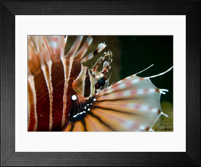 Framed Print : Picture No. 11675042 Framed Print : Picture No. 11675042