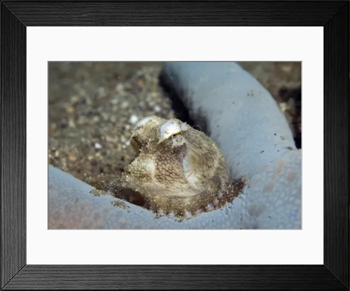 Framed Print : Picture No. 11675043