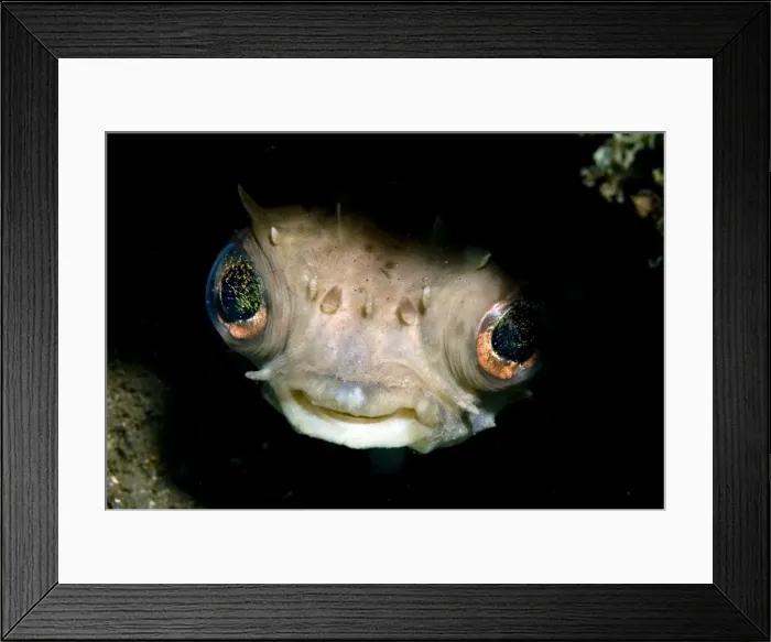 Framed Print : Picture No. 11675044 Framed Print : Picture No. 11675044
