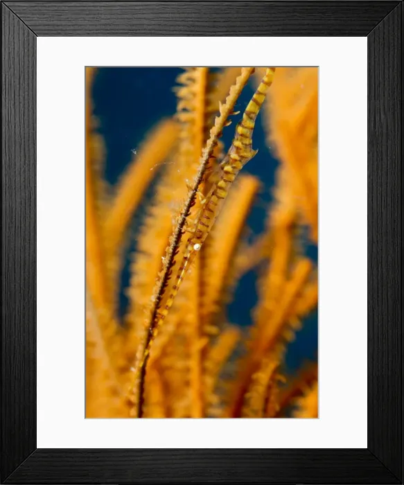 Framed Print : Picture No. 11675045 Framed Print : Picture No. 11675045
