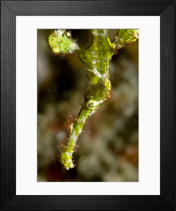Framed Print : Picture No. 11675046 Framed Print : Picture No. 11675046