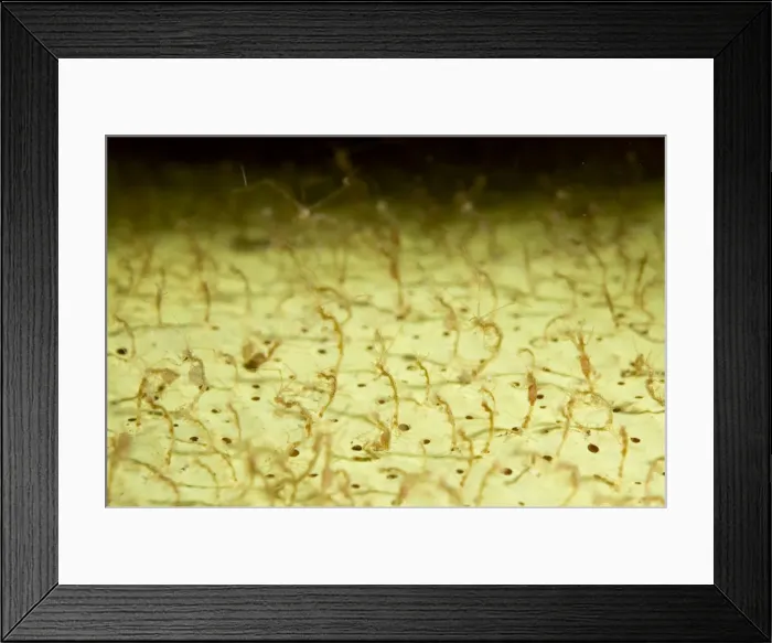 Framed Print : Picture No. 11675047 Framed Print : Picture No. 11675047