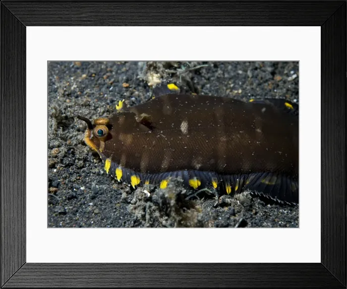 Framed Print : Picture No. 11675048 Framed Print : Picture No. 11675048