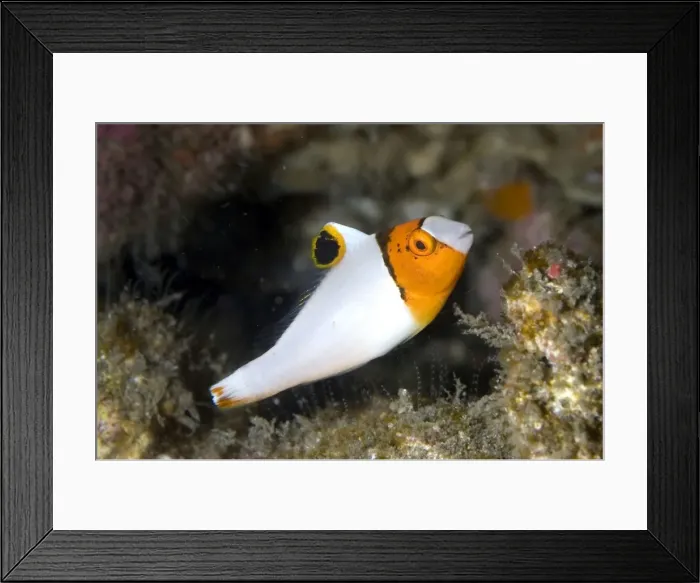Framed Print : Picture No. 11675036