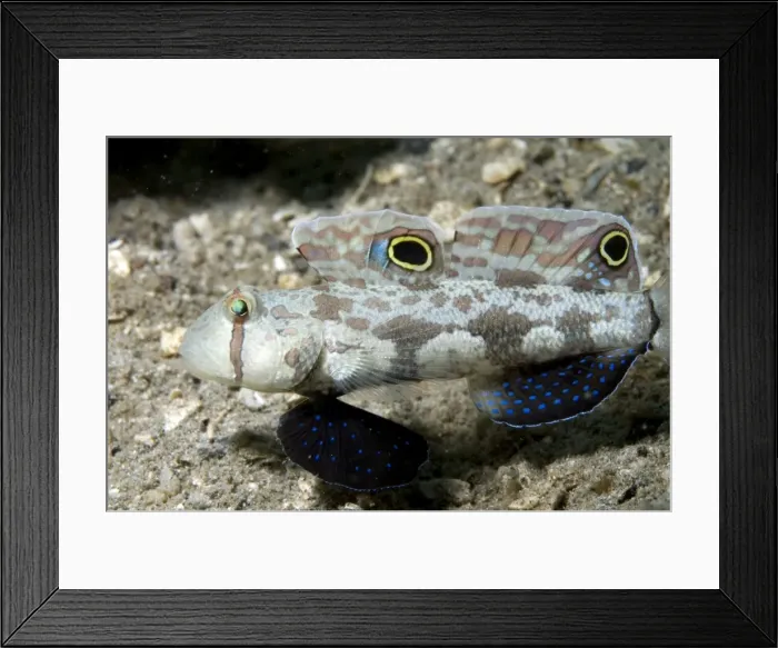 Framed Print : Picture No. 11675050 Framed Print : Picture No. 11675050
