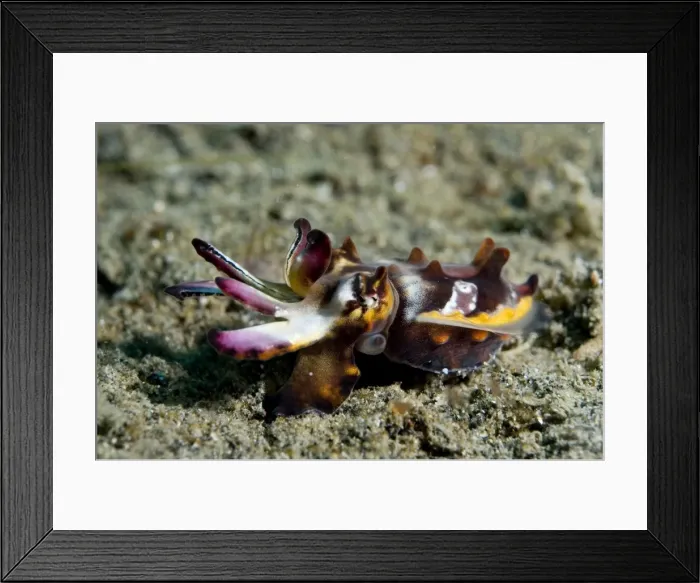 Framed Print : Picture No. 11675051 Framed Print : Picture No. 11675051