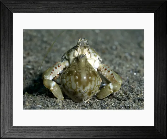 Framed Print : Picture No. 11675052 Framed Print : Picture No. 11675052