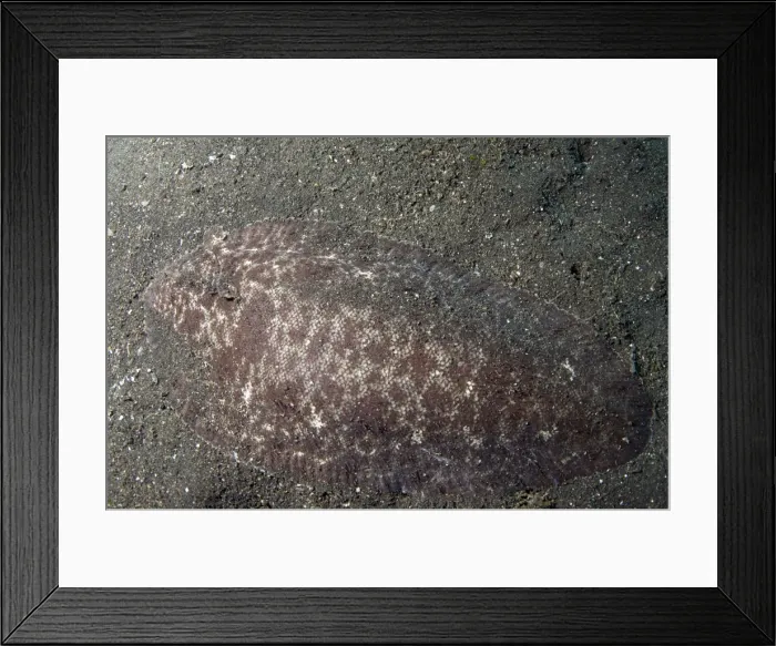 Framed Print : Picture No. 11675053 Framed Print : Picture No. 11675053