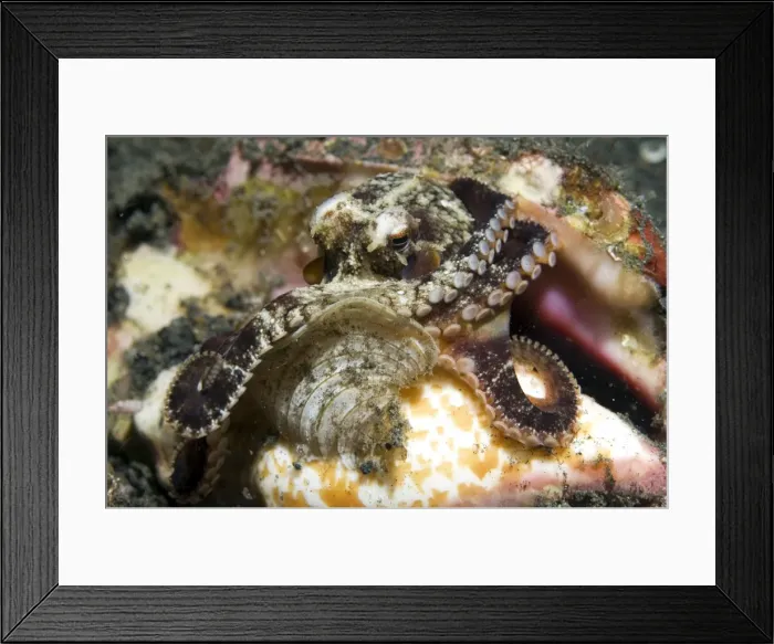Framed Print : Picture No. 11675049 Framed Print : Picture No. 11675049