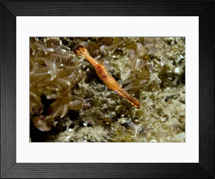Framed Print : Picture No. 11675054 Framed Print : Picture No. 11675054