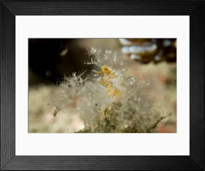 Framed Print : Picture No. 11675057 Framed Print : Picture No. 11675057