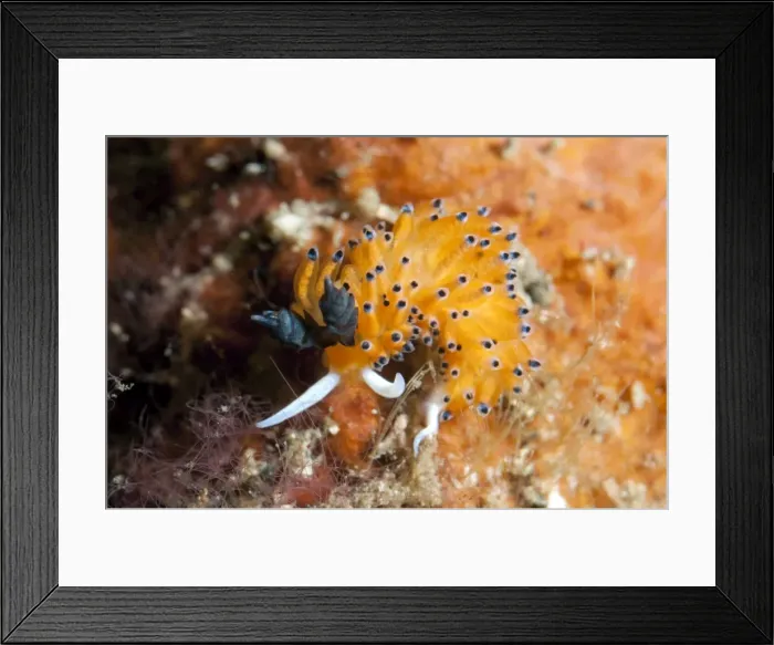 Framed Print : Picture No. 11675058 Framed Print : Picture No. 11675058