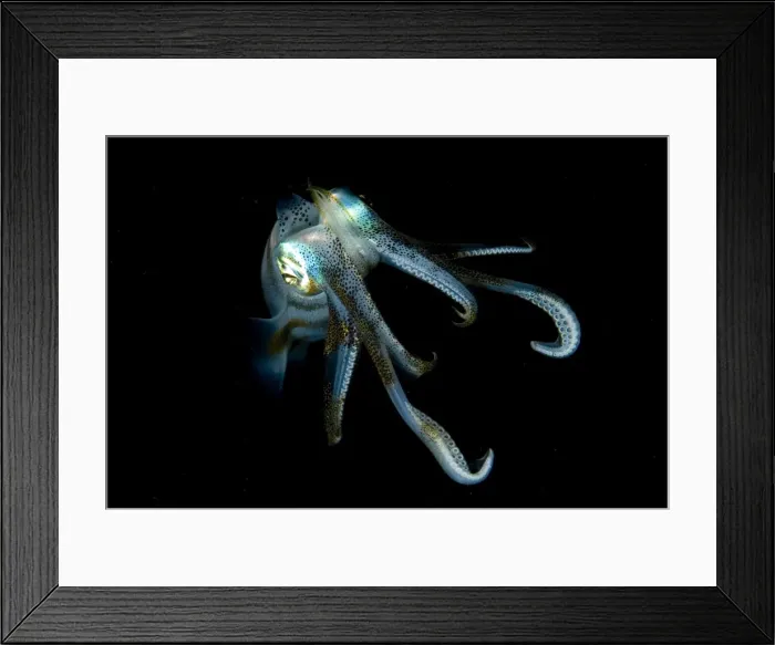 Framed Print : Picture No. 11675060 Framed Print : Picture No. 11675060