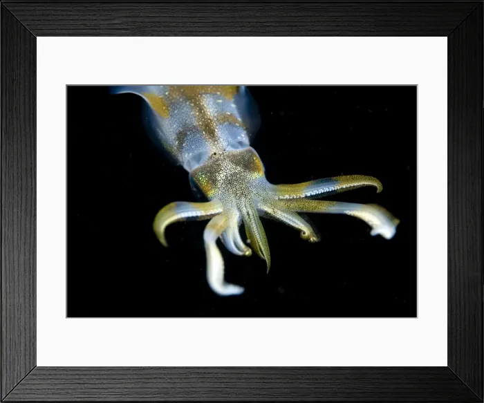 Framed Print : Picture No. 11675059 Framed Print : Picture No. 11675059