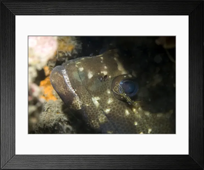 Framed Print : Picture No. 11675061