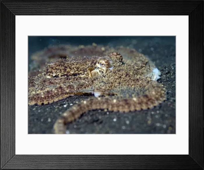 Framed Print : Picture No. 11675063 Framed Print : Picture No. 11675063