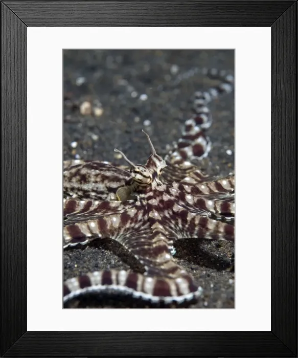 Framed Print : Picture No. 11675064 Framed Print : Picture No. 11675064