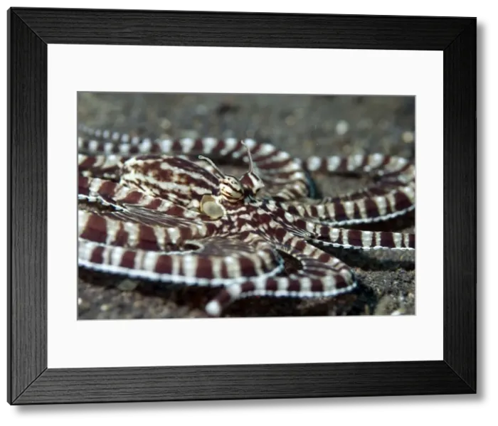 Framed Print : Picture No. 11675065 Framed Print : Picture No. 11675065