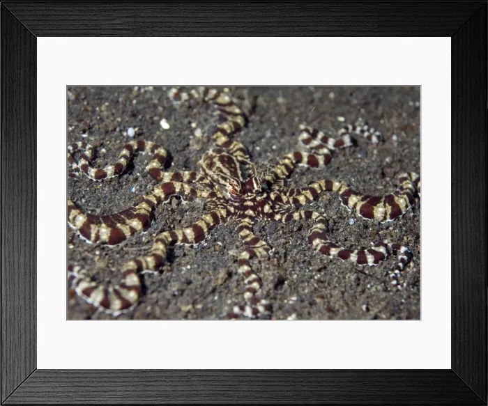 Framed Print : Picture No. 11675066 Framed Print : Picture No. 11675066