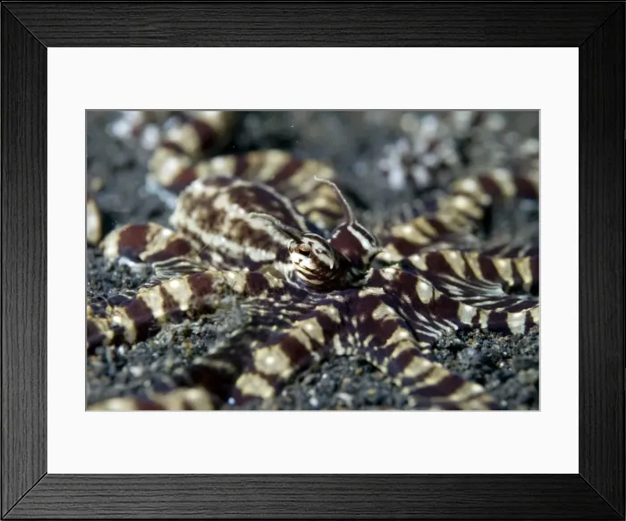 Framed Print : Picture No. 11675067 Framed Print : Picture No. 11675067
