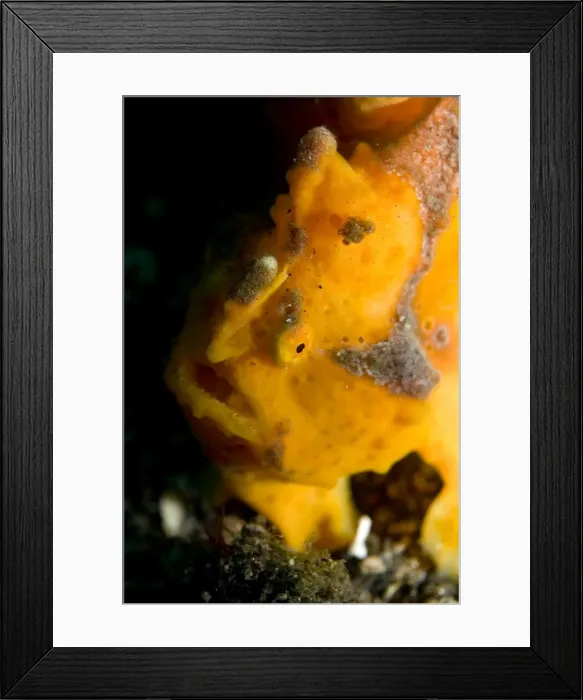 Framed Print : Picture No. 11675062