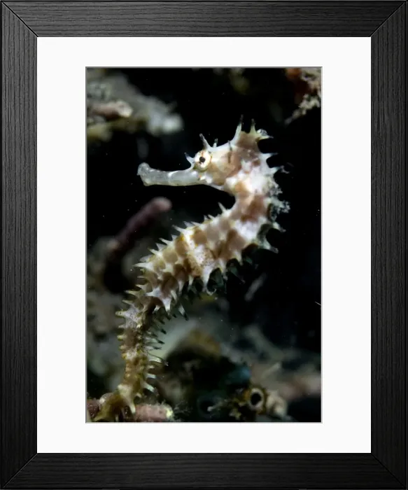 Framed Print : Picture No. 11675069 Framed Print : Picture No. 11675069