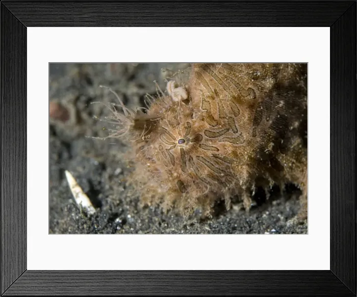Framed Print : Picture No. 11675070 Framed Print : Picture No. 11675070