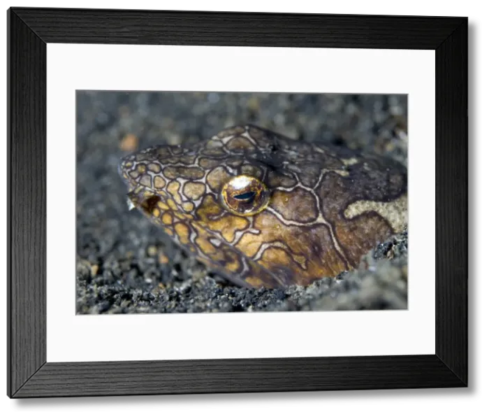Framed Print : Picture No. 11675071 Framed Print : Picture No. 11675071