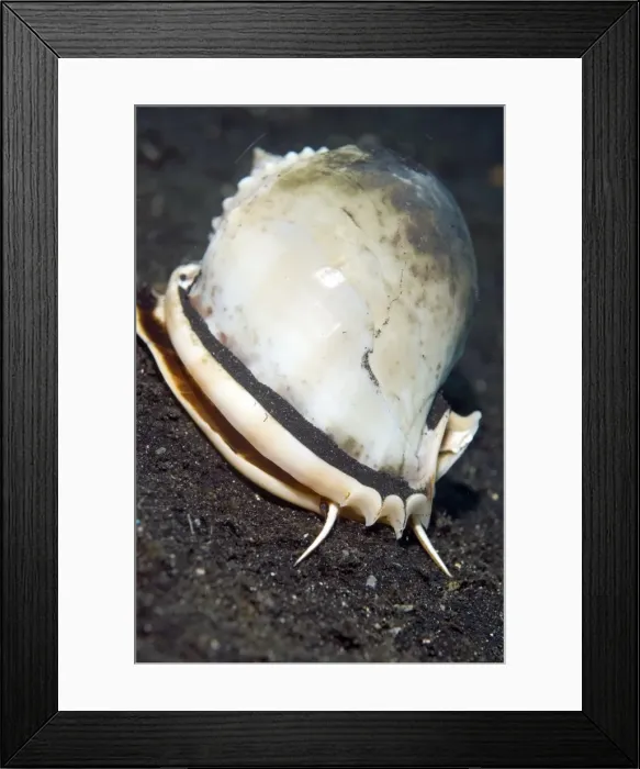 Framed Print : Picture No. 11675072 Framed Print : Picture No. 11675072