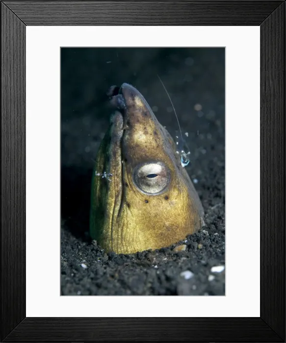 Framed Print : Picture No. 11675068 Framed Print : Picture No. 11675068