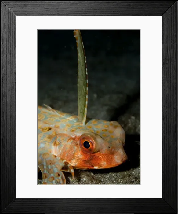 Framed Print : Picture No. 11675073 Framed Print : Picture No. 11675073