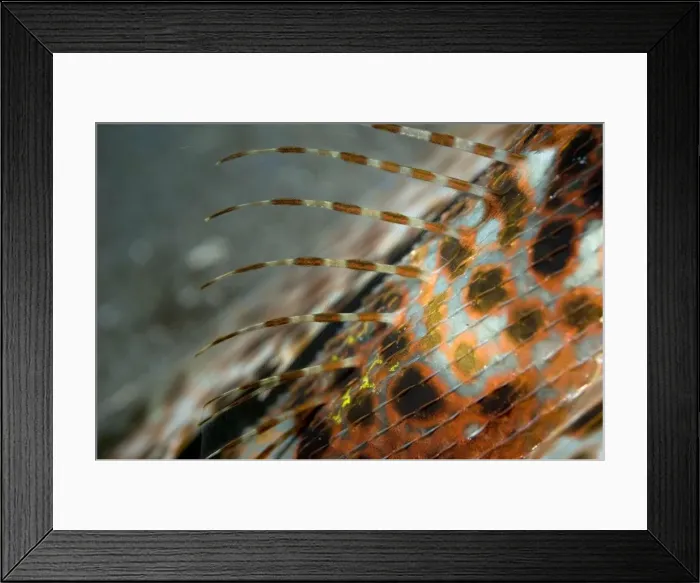Framed Print : Picture No. 11675074