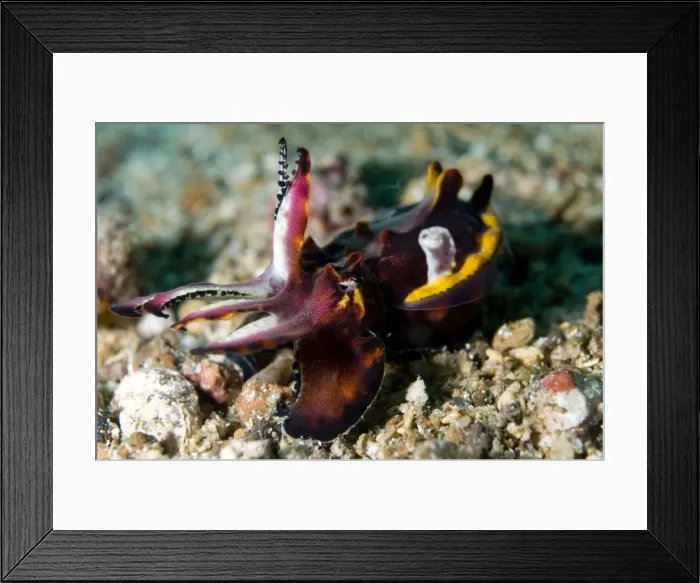 Framed Print : Picture No. 11675076 Framed Print : Picture No. 11675076